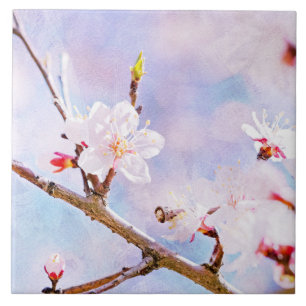 Cereja Japonesa - Sakura em Bloom