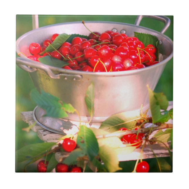 Cereja, Jardim de Algodão Rosalinde (Frente)