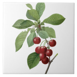 Cerejas de Pierre-Joseph Redouté que pintam o