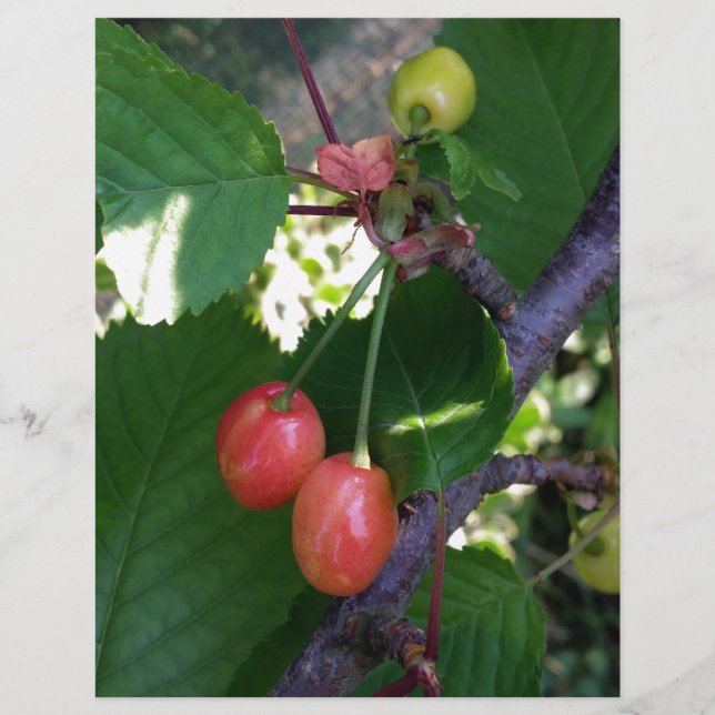 Cerejas torradas (Frente)