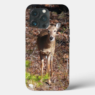 Cervo Adorável na Fotografia da Natureza na Flores