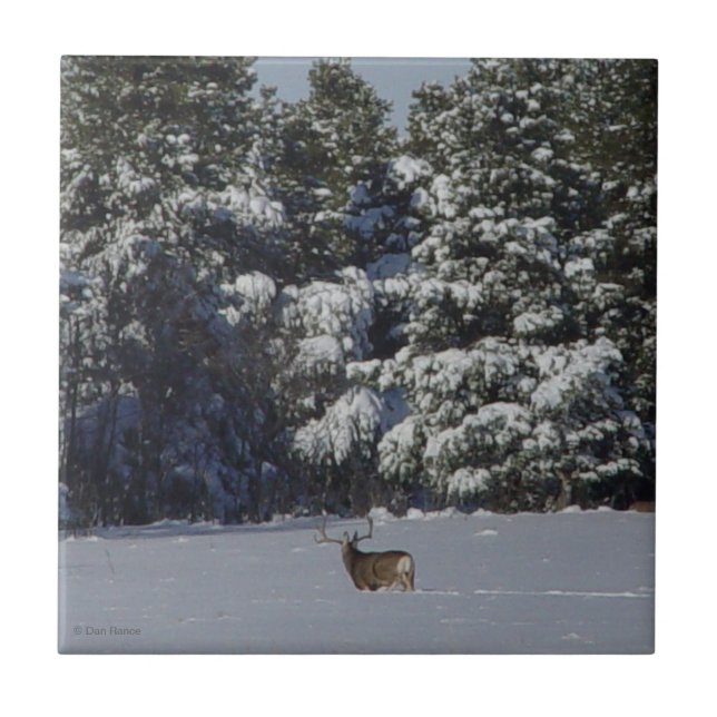 Cervo Mulo Macho D17 na Neve em Árvores de Abeto (Frente)