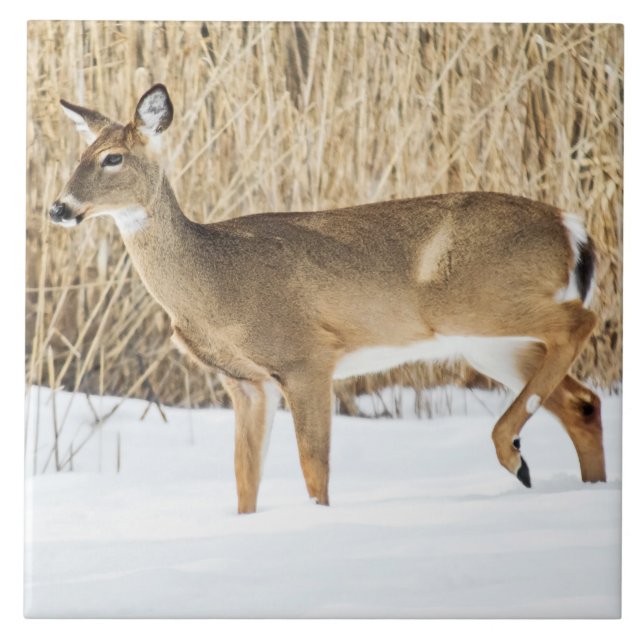 Cervo na neve (Frente)