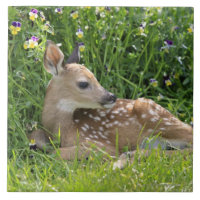 cervos Branco-atados (virginianus do Odocoileus)