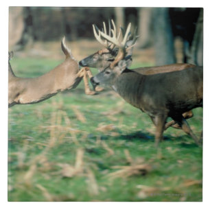 Cervos que funcionam na floresta
