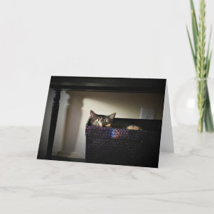Cesto de Gato, cartão