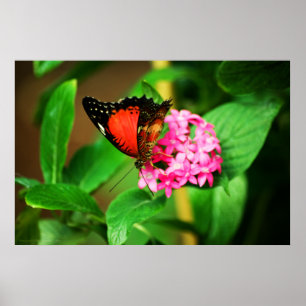 Cethosia biblis Impressão