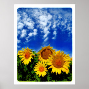 Céu e flor, poster
