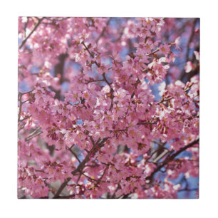 Céu Rosa Flor de Cerejeira Sakura