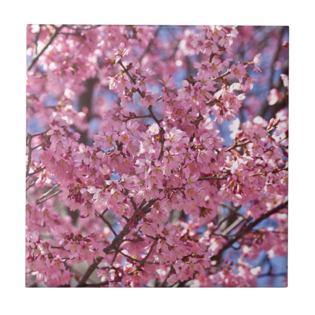 Céu Rosa Flor de Cerejeira Sakura (Frente)