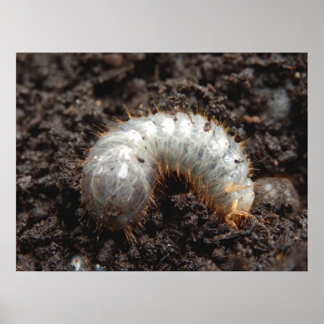 Chafer Larva Poster (Frente)