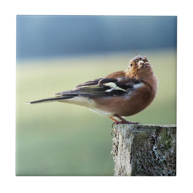 CHAFFINCH (Frente)