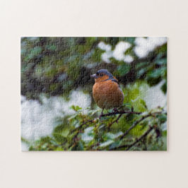 Chaffinch em um galho quebra-cabeça de serra
