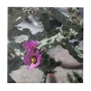 Challa Cactus em flor