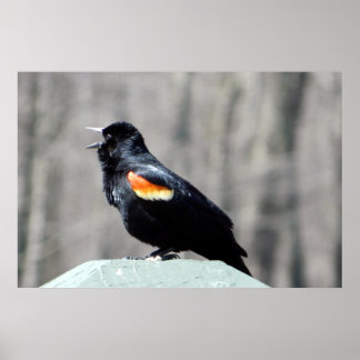 Chamada Red Winged Blackbird para Primavera Poster