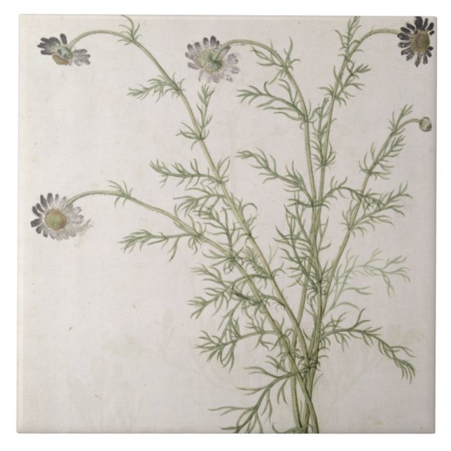 Chamaemelum Allioni nobile, c.1568 (Frente)