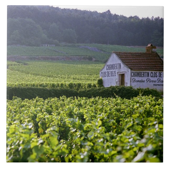 Chambertin Clos de Beze Grand Cru vinhedo com (Frente)