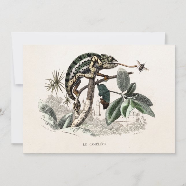 Chameleon Lizard Cameleon dos anos 1800 (Frente)