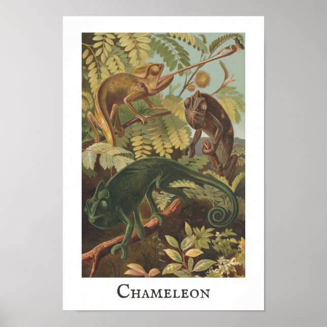 Chameleon Vintage Print Poster (Frente)
