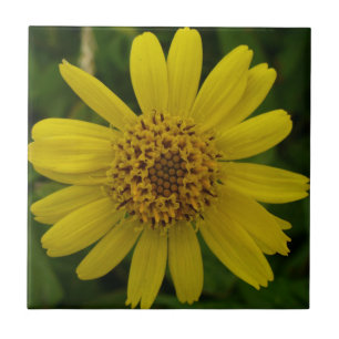 Chamissonis da arnica