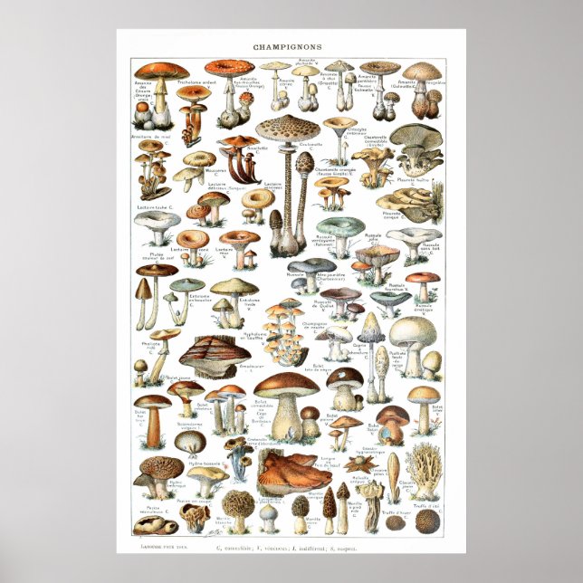 Champignons - Coleção de cogumelos Poster (Frente)