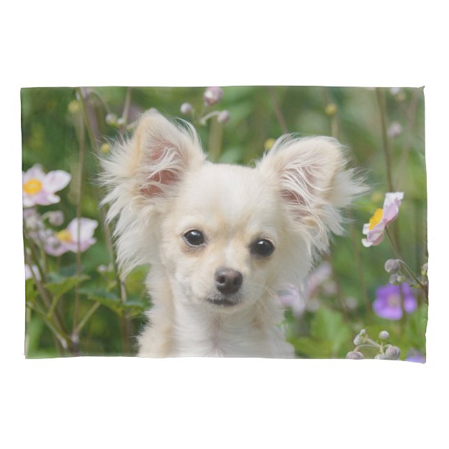 Chantilly Chihuahua Dog Portrait Foto - (Frente)