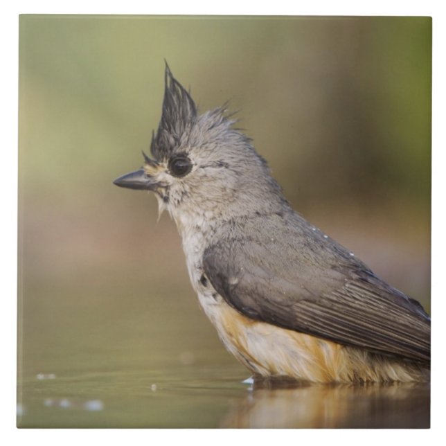 Chapim-de-crista-preta, Baeolophus (Frente)