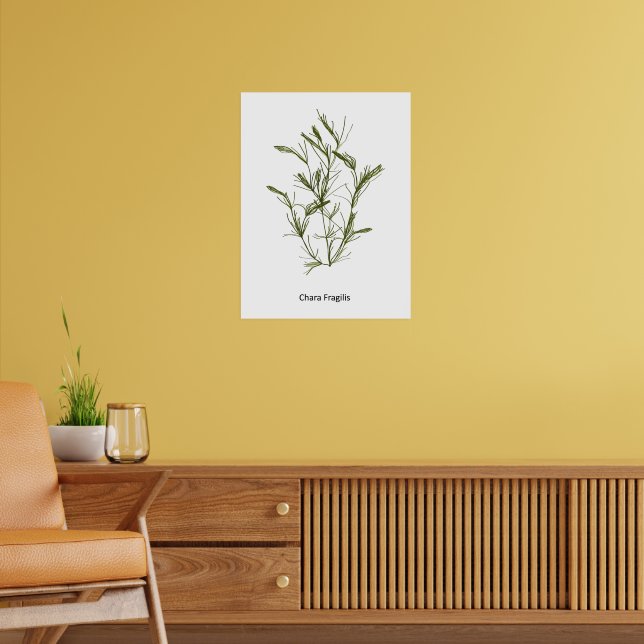 Chara fragilis Poster de algas marinhas desenhadas (Sala de Estar 2)
