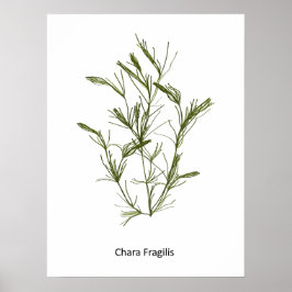 Chara fragilis Poster de algas marinhas desenhadas