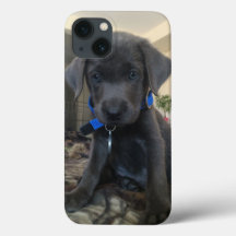 charcoal labrador case