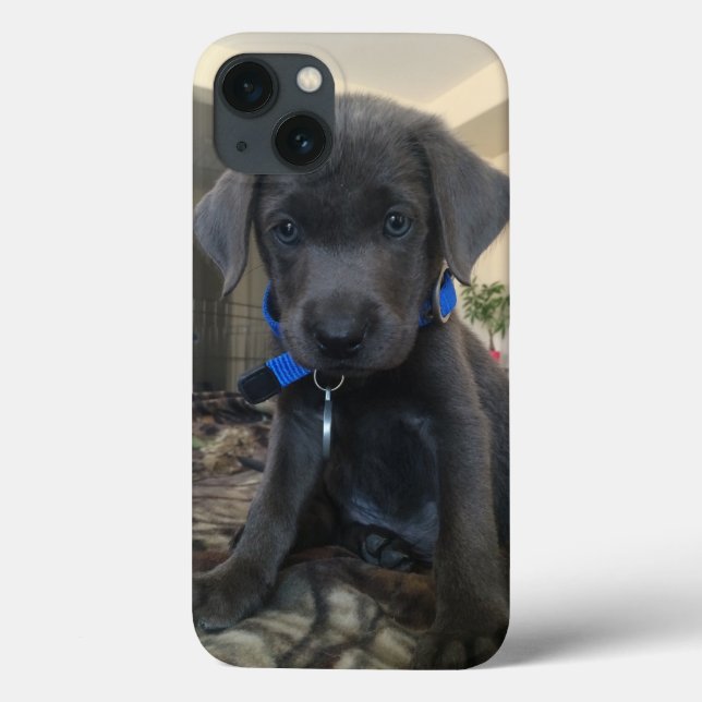 charcoal labrador case (Verso)