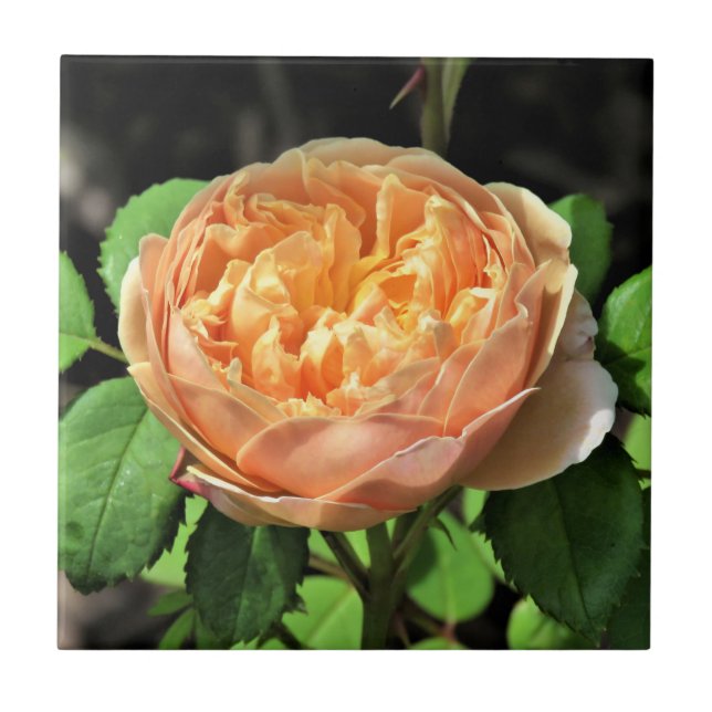 Charles Darwin Rosa, Amarelo a branco (Frente)