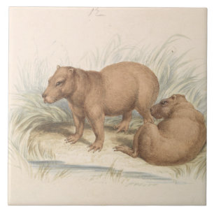 Charles Hamilton Smith - A Capybara