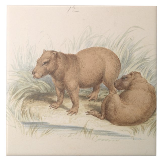 Charles Hamilton Smith - A Capybara (Frente)