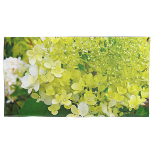Chartreuse Verde, Limelight Hortênsia,