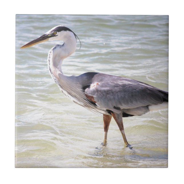 Chave Blue Heron on Lovers (Frente)