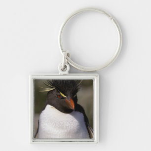 Chaveiro A Antártica, ilhas Secundário-Antárcticas, 5 su