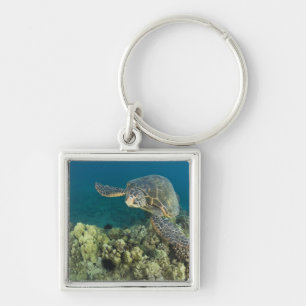 Chaveiro A Tartaruga Marinha Verde, (Chelonia mydas), é a 2