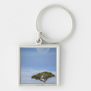 Chaveiro Acácia Espinho de Guarda-Chuva, Acacia tortilis, e