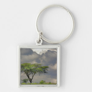 Chaveiro Acácia-tortilis, Acacia tortilis, e 2