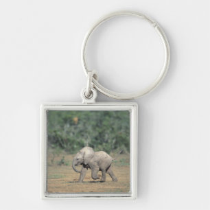 Chaveiro África do Sul, Parque Nacional Addo Elephant. Bebê