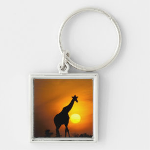 Chaveiro África, Quênia, Masai Mara. Girafa (Giraffa