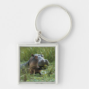 Chaveiro África, Quênia, Masai Mara NR. Uma hipopótamo mãe