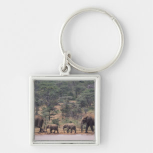 Chaveiro África, Quênia, Nanyuki, Mpala. Africano
