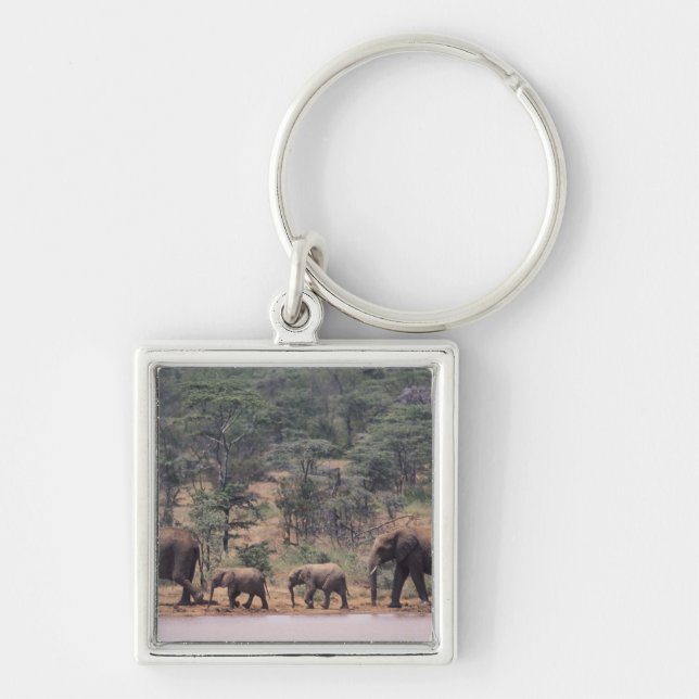 Chaveiro África, Quênia, Nanyuki, Mpala. Africano (Frente)