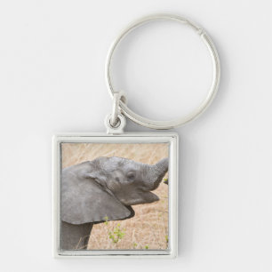 Chaveiro África. Tanzânia. Elefante jovem em Tarangire