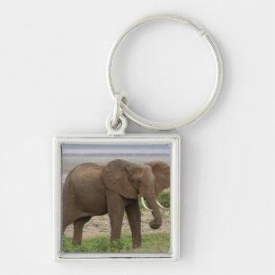 Chaveiro África. Tanzânia. Elefante no Parque Nacional do L