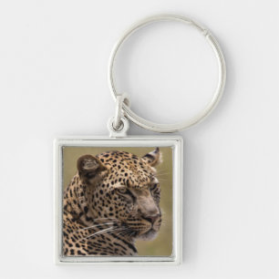 Chaveiro África, Tanzânia, Serengeti. Leopardo