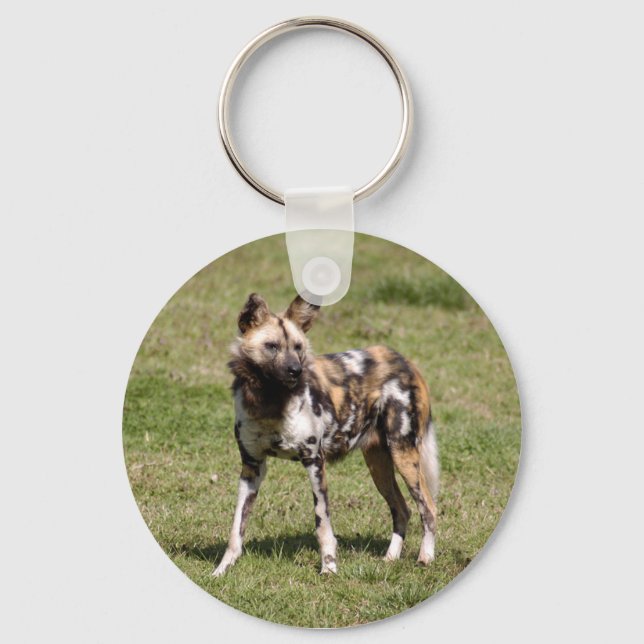 Chaveiro africano-selvagem-cão-015 (Frente)