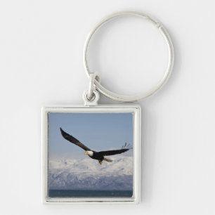 Chaveiro Águia Americana em Voo, Haliaeetus leucocephalus,